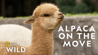 Alpaca Herd Goes for a Walk  Secrets of the Zoo Down Under [upl. by Vastah]