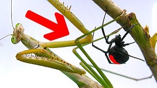 Deadly Spider Vs Giant Praying Mantis Part 1 Educational Spider Study [upl. by Mctyre]