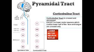 Descending Motor Tracts [upl. by Nilsoj]