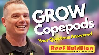 How to Culture Copepods Easy Your Questions Answered by an Expert [upl. by Woodward484]