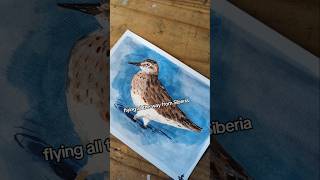 Birdtober Day 18 Sharptailed sandpiper birds painting art sandpiper shorts [upl. by Monetta]