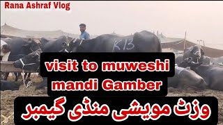 Visit to Muweshi Mandi Gamber  Rana Ashraf vlog  Daily vlog [upl. by Goldina]