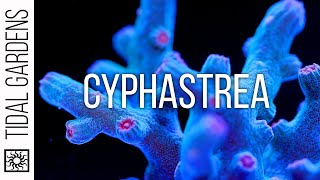 Cyphastrea Coral Care Tips [upl. by Adnovoj]