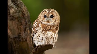 TAWNY OWL singing  ALLOCCO maschio canto [upl. by Hacker]