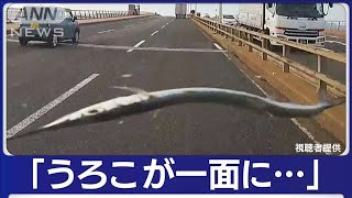 “空から魚”車を直撃 ガラスにひび… 福岡【知っておきたい！】2023年11月15日 [upl. by Aicenod]