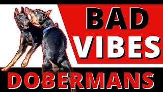 Menacing Doberman bullies amp harasses all my dogs  Can I help a dog left in the backyard for 2 years [upl. by Kcid]