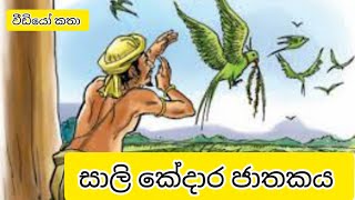 සාලිකේදාර ජාතකය  salikedara jathakaya kathawa  සාලිකේදර ජාතකය  sali kedara jathakaya sinhala [upl. by Calesta198]