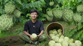 2 year living in forest Harvest large custard apple fruits to market sell Growing more fruit trees [upl. by Abocaj659]