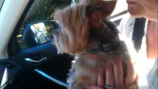 Yorkie cries on his way home from the kennel [upl. by Allen]