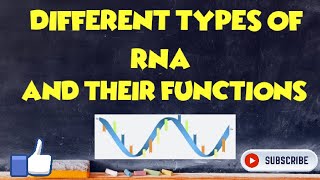 Different types of RNA and their Function [upl. by Ulah]