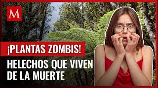 Descubre el asombroso secreto de las hojas zombis en Panamá y por qué son llamadas así [upl. by Murat]