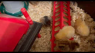 Chick Brooder Set up [upl. by Nedyrb467]