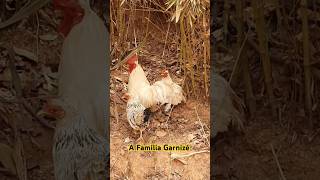 Conheça a Família Garnizé na fazenda [upl. by Anailli]