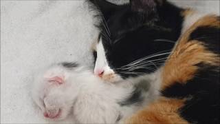 Day 1013 of the lives of Lotje her newborn kittens eyes open [upl. by Enailil]