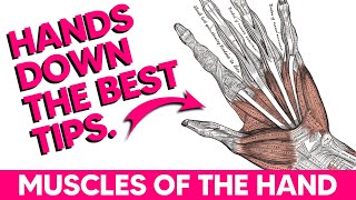 Hand Muscles│Anatomy Tips Tricks and Mnemonics [upl. by Aivatra442]