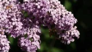 Prairie Yard amp Garden Lilacs [upl. by Aikas193]