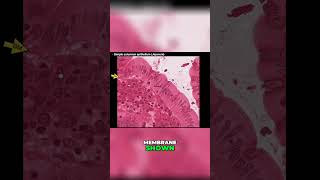 Exploring Simple Columnar Epithelium shorts anatomy histology [upl. by Anilemrac]