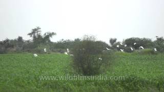 White against the green Cattle Egrets in Rajasthan [upl. by Sivet]