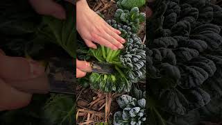 Harvesting vegetables that have been frozen by frost is more delicious [upl. by Baer]