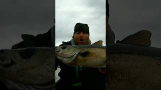 The beast fishing norway  pollock pb [upl. by Jean-Claude532]