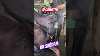 How to insert IV catheter for cow drips Dr Saddam ivcatheter venousaccess veinfinder vascular [upl. by Ahsenwahs]