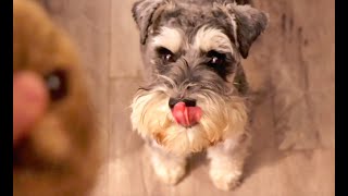 Dog Toy Squeaks Makes Chumpie Tongue Lick Nose EVERYTIME [upl. by Maximilianus203]