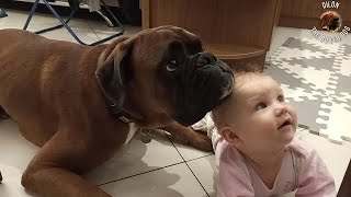 Boxer dog attacks with love [upl. by Clyde]