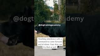 Teaching obedience with a command to come forward and sit down dog foryou dogtraining doglover [upl. by Yllah]