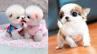 Baby Dogs  Cute and Funny Dog Videos Compilation 3  Aww Animals [upl. by Kassi]