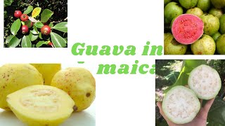 How To Identify Different GUAVA Varieties Grown in JAMAICA [upl. by Emyle]