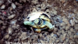 Bébé tortues de terre  naissance [upl. by Ydnik443]