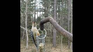 Red Bellied Woodpecker [upl. by Enaenaj]