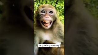 Hasta Hua Bandar🤪🙊🤣 funny monkey comedy [upl. by Natanhoj]