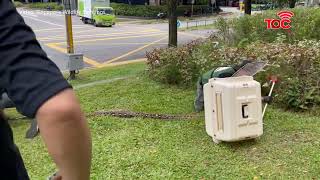 Reticulated python safely removed near Paya Lebar Square as onlookers watch [upl. by Odanref]