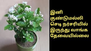 How to grow jasmine plant from cuttings  How to grow jasmine from Cuttings in tamil [upl. by Buller142]