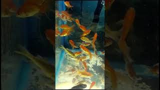 Fantail Goldfish  Shubunkin Goldfish  fish guppy aquarium goldfish betta orandagoldfish pet [upl. by Kilmarx]