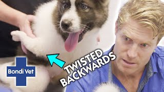 Chris SHOCKED By Deformed Puppy Born With Backward Facing Leg 😱 Full Episode  E51  Bondi Vet [upl. by Naletak363]