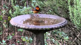 Varied Thrush [upl. by Call176]