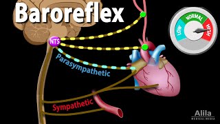 Baroreflex Regulation of Blood Pressure Animation [upl. by Downs]