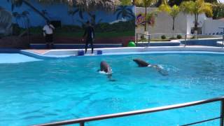 Show de Delfines en Splash Parque Acuatico Parte 1 [upl. by Ylrehs]