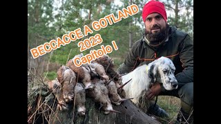 BECCACCE A GOTLAND 2023  Capitolo I  Woodcock in Gotland 2023 🐶🐓✅🇸🇪 [upl. by Dnomaid]