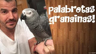 Loro Yaco dice PALABROTAS GRANAINAS 2ª PARTE ¡¡ y MUCHO MAS¡ [upl. by Arraeit398]