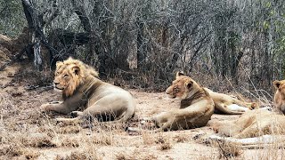 Mbiri Lion Pride Sighting  Mandevu Nearby  23 September 2024 [upl. by Lucille]