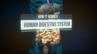 Human digestive system  How it works Animation [upl. by Koralie]