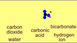 BICARBONATE BUFFER SYSTEM [upl. by Haletta348]