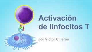 Activación de linfocitos T [upl. by Eudosia729]