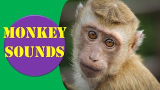 Monkey Sounds  Monkey Sound Effect  Animal Sounds [upl. by Rebor]