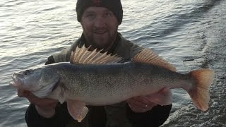 Wading Walleye  St Joe River  Berrien Springs [upl. by Vezza]