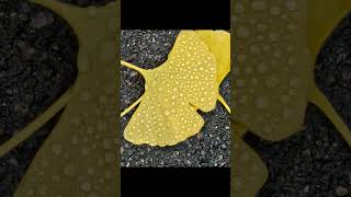 Ginko biloba naturelovers autumn gymnosperm naturerelaxing nordiceurope scandiccph fall [upl. by Lindell]