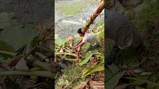 How to harvesting are banana tree and like this video shortvideo shorts vairalshort [upl. by Yenahs]